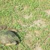 Should We Move The JFK Turtles To Prospect Park?